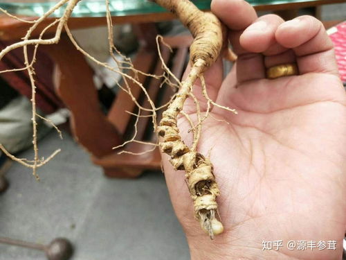 野山參、種植人參與黑參 三者之別與產(chǎn)品解析