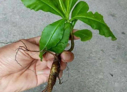 鄉(xiāng)野奇珍 德慶“土人參”的逆襲，從山間野菜到致富金苗